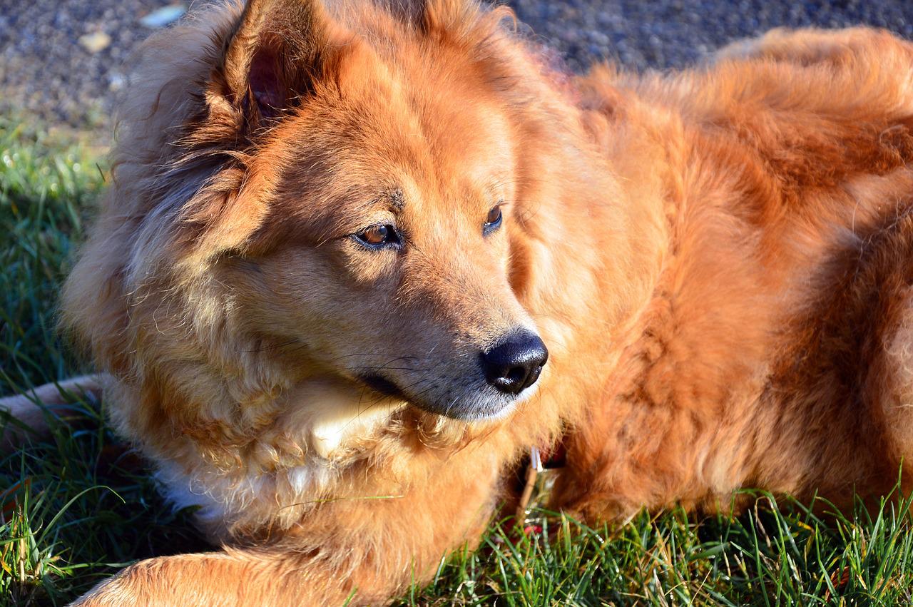Come-la-Pet-Therapy-può-aiutare-gli-anziani